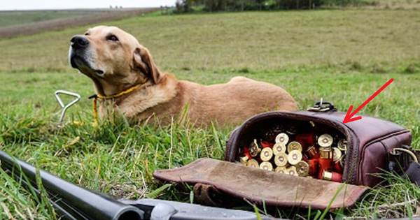 Hi hữu: Chó cưng nổ súng bắn chủ bị thương avatar1741939690467 17419396912281601196395 0 76 720 1228 crop 17419397117341976313170png