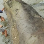 Người đàn ông đào trúng cây gỗ dài 13,8m, nặng 23,8 tấn: Cảnh sát lập tức phong tỏa hiện trường, chuyên gia khẳng định đó là “kho báu” hơn 3,5 tỷ đồng avatar1742028581903 1742028582295374262962 0 21 389 643 crop 1742028608000383397669png