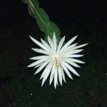 Loài hoa đắt nhất hành tinh: Đắt đến mức vô giá, nhưng không phải chỉ vì vẻ đẹp bên ngoài avatar1742367990959 1742367991380398612542 0 41 315 545 crop 17423680066641498125950jpg