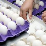 Không phải fentanyl, biên phòng Mỹ đang tập trung truy quét buôn lậu... trứng avatar1742464151835 1742464152095510326343 0 39 315 543 crop 1742464165755609692020jpg