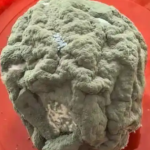 Quả cam mốc được bán với giá gần 3 triệu đồng gây sửng sốt: Nguyên nhân càng nghe càng khó tin avatar1742617922691 17426179230692144979996 24 0 328 486 crop 1742617943700409509543png