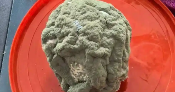 Quả cam mốc được bán với giá gần 3 triệu đồng gây sửng sốt: Nguyên nhân càng nghe càng khó tin avatar1742617922691 17426179230692144979996 24 0 328 486 crop 1742617943700409509543png