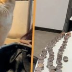 Phẫn nộ vì dịch vụ chung cư kém, cư dân trả phí quản lý bằng 6.000 đồng xu avatar1742654183290 17426541837591840983815 0 103 269 533 crop 1742654196195885771905jpeg