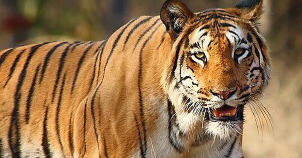 Bị hổ cắn vào mặt, ông nông dân thoát nạn bằng cách khó tin avatar1742701878162 17427018783351334422257 0 30 315 534 crop 1742701919329951003382jpg