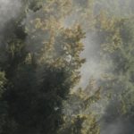 Thảm hoạ phấn hoa ở Bắc Kinh (Trung Quốc) avatar1742728193365 17427281939012147405015 0 39 274 477 crop 1742728215400957623190jpg