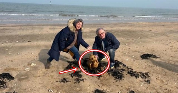 Người Anh xôn xao trước cảnh tượng lạ trên bãi biển: Sinh vật kỳ dị không giống người, chẳng phải cá avatar1742735913895 1742735914144666049707jpg