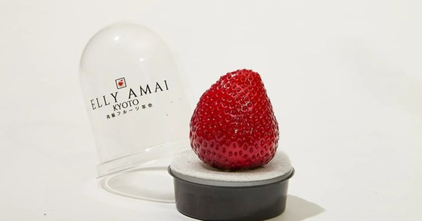 Quả dâu tây "siêu phẩm" giá nửa triệu gây tranh cãi trong giới thượng lưu avatar1742777580188 1742777580625566768201jpg