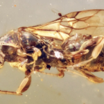 Sinh vật kỳ bí tồn tại trong hổ phách đến 99 triệu năm avatar1743393463535 1743393464253334870702 0 44 272 563 crop 1743393552462292208530png