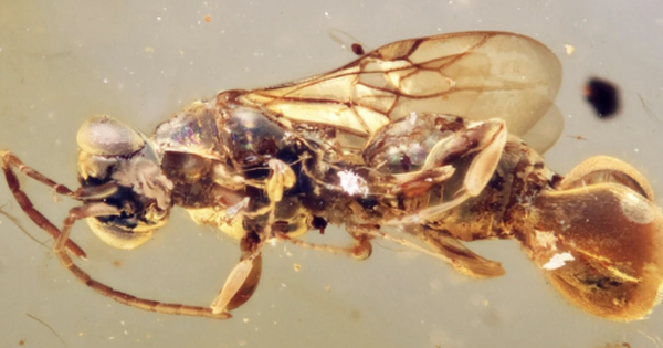 Sinh vật kỳ bí tồn tại trong hổ phách đến 99 triệu năm avatar1743393463535 1743393464253334870702 0 44 272 563 crop 1743393552462292208530png