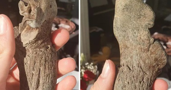 Chú chó tha về "kho báu" khi đi dạo biển cùng chủ nhân avatar1743423560032 1743423560388718250932 0 66 315 570 crop 17434235775981905342706jpg