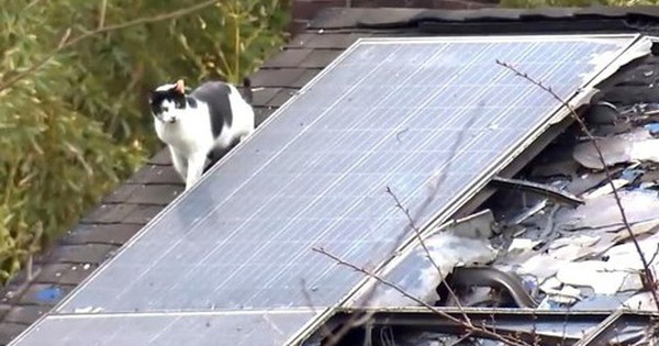 Thương tâm: 100 chú mèo bị thiêu rụi trong 1 buổi sáng avatar1743652112783 17436521131361591200935 0 93 315 597 crop 1743652137834743865384jpg