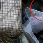 Gọi nhân viên cứu hộ đến nhà để sơ tán trăn khủng, 1 lát sau, chủ nhà bất ngờ chứng kiến cảnh đáng sợ avatar1743665066301 17436650665701576372934png