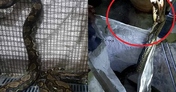 Gọi nhân viên cứu hộ đến nhà để sơ tán trăn khủng, 1 lát sau, chủ nhà bất ngờ chứng kiến cảnh đáng sợ avatar1743665066301 17436650665701576372934png