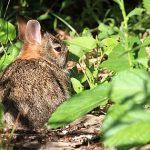 Loài vật quý hiếm bậc nhất hành tinh, tuyệt chủng hơn 120 năm bất ngờ tái xuất: Vẻ ngoài nhỏ bé nhưng rất khỏe và khá “nóng nảy” avatar1743732178048 1743732178592872814836jpg