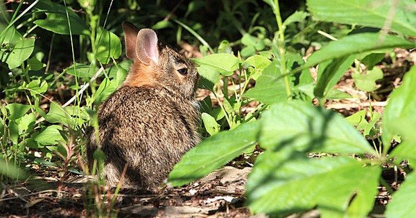 Loài vật quý hiếm bậc nhất hành tinh, tuyệt chủng hơn 120 năm bất ngờ tái xuất: Vẻ ngoài nhỏ bé nhưng rất khỏe và khá “nóng nảy” avatar1743732178048 1743732178592872814836jpg