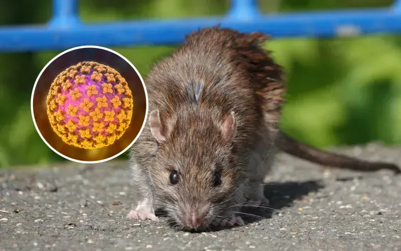 Cảnh báo nguy cơ tử vong do mắc virus hiếm lây lan từ chuột- Ảnh 1. Cảnh báo nguy cơ tử vong do mắc virus hiếm lây lan từ chuột- Ảnh 1.