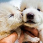 Loài vật quý hiếm bậc nhất thế giới, tuyệt chủng cách đây 12.500 năm, vừa được hồi sinh avatar1744159104974 17441591052881882262261 0 38 315 542 crop 1744159131839444253245jpg