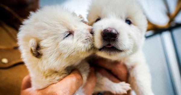 Loài vật quý hiếm bậc nhất thế giới, tuyệt chủng cách đây 12.500 năm, vừa được hồi sinh avatar1744159104974 17441591052881882262261 0 38 315 542 crop 1744159131839444253245jpg