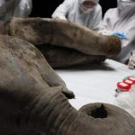 Cận cảnh: Các nhà khoa học Nga mổ khám nghiệm một con voi ma mút được bảo quản 130.000 năm trong lớp băng vĩnh cửu ở Siberia avatar1744271231191 1744271231726253012429 0 65 315 569 crop 17442712580181720665004jpg