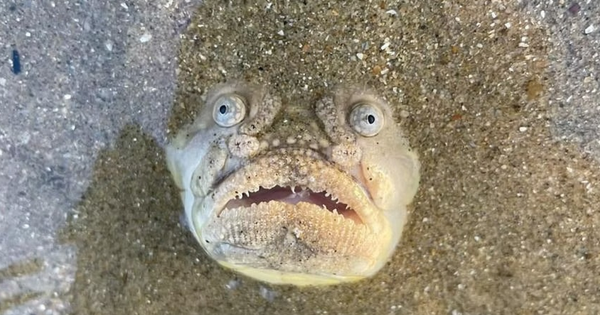 Bức ảnh hơn 55 triệu lượt xem: "Lần đầu thấy nó xuất hiện ở khu vực này" avatar1744431097942 1744431098161138644592png