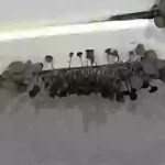 Vào phòng tắm, nam sinh viên hốt hoảng phát hiện vật đen tua tủa, chuyên gia chỉ ra điểm đáng lo ngại avatar1744510654057 17445106543941894758907 0 64 360 640 crop 1744510680214761943010jpg