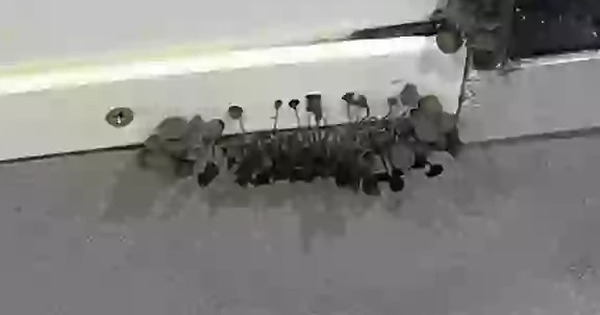 Vào phòng tắm, nam sinh viên hốt hoảng phát hiện vật đen tua tủa, chuyên gia chỉ ra điểm đáng lo ngại avatar1744510654057 17445106543941894758907 0 64 360 640 crop 1744510680214761943010jpg