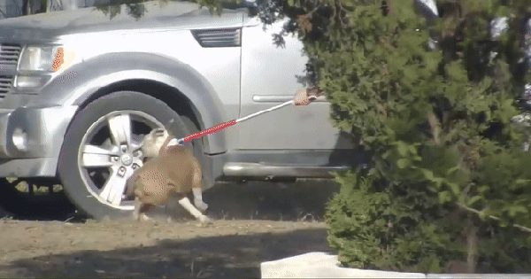 Chó pitbull cắn tử vong bé gái 7 tháng tuổi, bố mẹ chứng kiến cảnh ám ảnh: Hiện trường tìm thấy thương tâm avatar1744534747450 17445347478061140376672gifpng