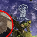 Nhà hàng Thượng Hải gây tranh cãi với bữa ăn 13 triệu đồng/người, nhưng điều gây sốc nhất đến từ món tráng miệng avatar1744598679789 17445986801322011309847 0 0 566 906 crop 1744598701146385570754png