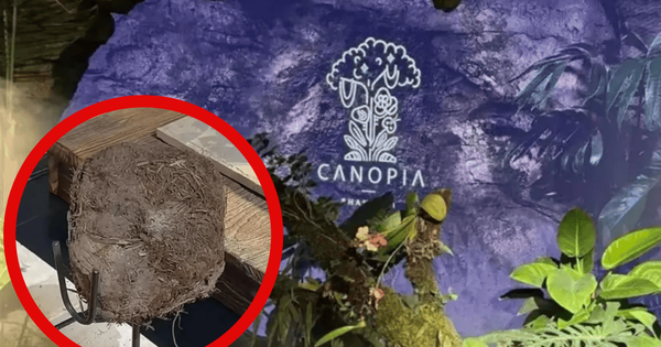 Nhà hàng Thượng Hải gây tranh cãi với bữa ăn 13 triệu đồng/người, nhưng điều gây sốc nhất đến từ món tráng miệng avatar1744598679789 17445986801322011309847 0 0 566 906 crop 1744598701146385570754png