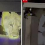 Nghe tiếng động lạ giữa đêm, chủ nhà soi đèn kiểm tra thì "tái mặt" avatar1744608815757 1744608816312302310734jpg