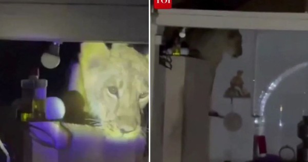 Nghe tiếng động lạ giữa đêm, chủ nhà soi đèn kiểm tra thì "tái mặt" avatar1744608815757 1744608816312302310734jpg