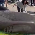 Ngư dân Tây Ban Nha vô tình bắt được cá mập khổng lồ dài gần 7 mét avatar1744639408855 1744639409741851122033 0 50 315 554 crop 17446394252572042610715jpg