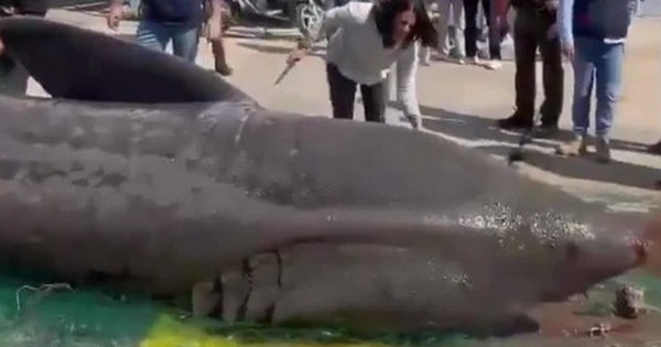 Ngư dân Tây Ban Nha vô tình bắt được cá mập khổng lồ dài gần 7 mét avatar1744639408855 1744639409741851122033 0 50 315 554 crop 17446394252572042610715jpg