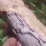 Ra vườn rau tìm mẹ, con trai bỗng hét lớn rồi ngã quỵ: Hàng xóm chạy ra chứng kiến cảnh ám ảnh avatar1744766667197 1744766667518438590051 25 0 220 312 crop 17447667034402039313016gifpng