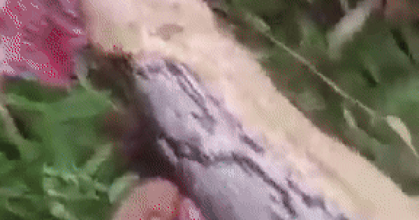 Ra vườn rau tìm mẹ, con trai bỗng hét lớn rồi ngã quỵ: Hàng xóm chạy ra chứng kiến cảnh ám ảnh avatar1744766667197 1744766667518438590051 25 0 220 312 crop 17447667034402039313016gifpng