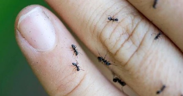 Mất điện, mất Internet vì hàng triệu "sinh vật nhỏ bé" avatar1744771582784 17447715831571984268221 0 96 315 600 crop 17447716172801022144289jpg