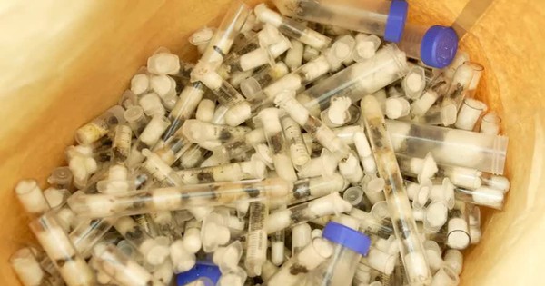 Hai thiếu niên bị bắt giữ vì vận chuyển lậu 5.000 con kiến avatar1744887684323 17448876853621952939007jpg