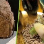 Nhà hàng phục vụ món tráng miệng từ phân voi trong suất ăn 13 triệu đồng avatar1744890666049 17448906664991143945508 8 235 236 600 crop 1744890703994888188224jpeg