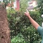 Cắt tỉa cây long não mọc trong vườn nhà, người đàn ông bất ngờ bị khởi kiện, tòa tuyên bố: Phải bồi thường 500 triệu đồng avatar1744900188780 17449001892531437559800 0 42 388 663 crop 17449002189381622237190jpg