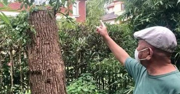 Cắt tỉa cây long não mọc trong vườn nhà, người đàn ông bất ngờ bị khởi kiện, tòa tuyên bố: Phải bồi thường 500 triệu đồng avatar1744900188780 17449001892531437559800 0 42 388 663 crop 17449002189381622237190jpg