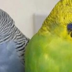 Chú vẹt vô tình nói một từ giúp người phụ nữ phát hiện bí mật động trời của bạn trai avatar1744900281444 1744900281772345497087 0 0 315 504 crop 17449003038721435860141jpg