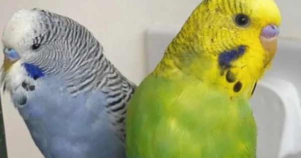 Chú vẹt vô tình nói một từ giúp người phụ nữ phát hiện bí mật động trời của bạn trai avatar1744900281444 1744900281772345497087 0 0 315 504 crop 17449003038721435860141jpg