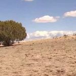 Đi lạc giữa sa mạc đầy sư tử suốt đêm, bé 2 tuổi sống sót nhờ điều này avatar1744955359014 17449553592992027415943 0 25 315 529 crop 17449553791461208574448jpg