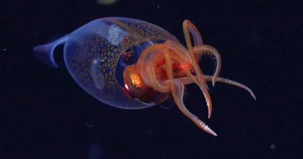 Lần đầu tiên ghi hình được mực khổng lồ dưới đáy biển sâu avatar1745028684778 17450286850221410057784jpg