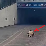 Ông nội đón cháu trai tan học nhưng lại không về thẳng nhà, camera ghi lại khoảnh khắc kinh hoàng avatar1745050977256 1745050977539719393178 102 164 318 510 crop 1745051032297749126454png