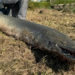 Cần thủ câu được con cá khổng lồ 2,2 mét, nặng 70kg trong hồ avatar1745134454745 1745134455293874554625 0 41 315 545 crop 17451344694951616326562jpg