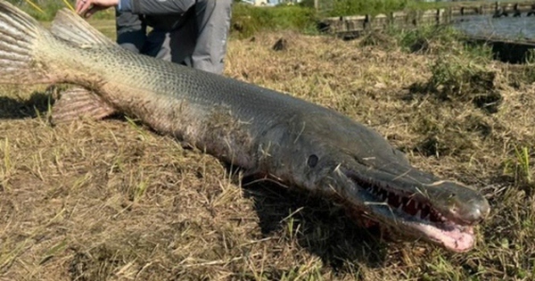 Cần thủ câu được con cá khổng lồ 2,2 mét, nặng 70kg trong hồ avatar1745134454745 1745134455293874554625 0 41 315 545 crop 17451344694951616326562jpg