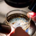 Lần đầu tiên phát hiện vi nhựa trong dịch nang buồng trứng của con người avatar1745144587323 1745144589862551093629jpg