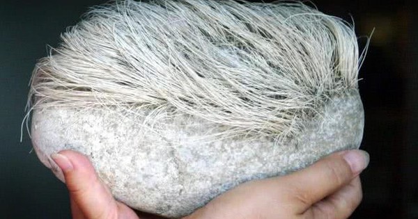 Lão nông phát hiện “tảng đá mọc tóc trắng”, chuyên gia lập tức phong tỏa cả ngôi làng: Loài vật quý hiếm bậc nhất hành tinh xuất hiện avatar1745208930471 1745208930899500972313 40 0 440 640 crop 1745208957360252685206jpg
