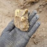 Phát hiện khối vàng nguyên chất trị giá 2,4 tỷ đồng dưới gốc cây avatar1745219099727 1745219100095503672189 76 0 482 650 crop 17452191243441031376647jpg